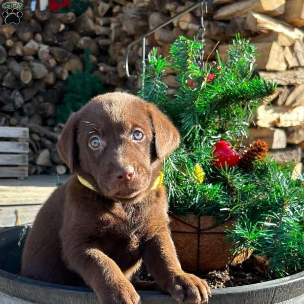 Sherwood, Chocolate Labrador Retriever Puppy